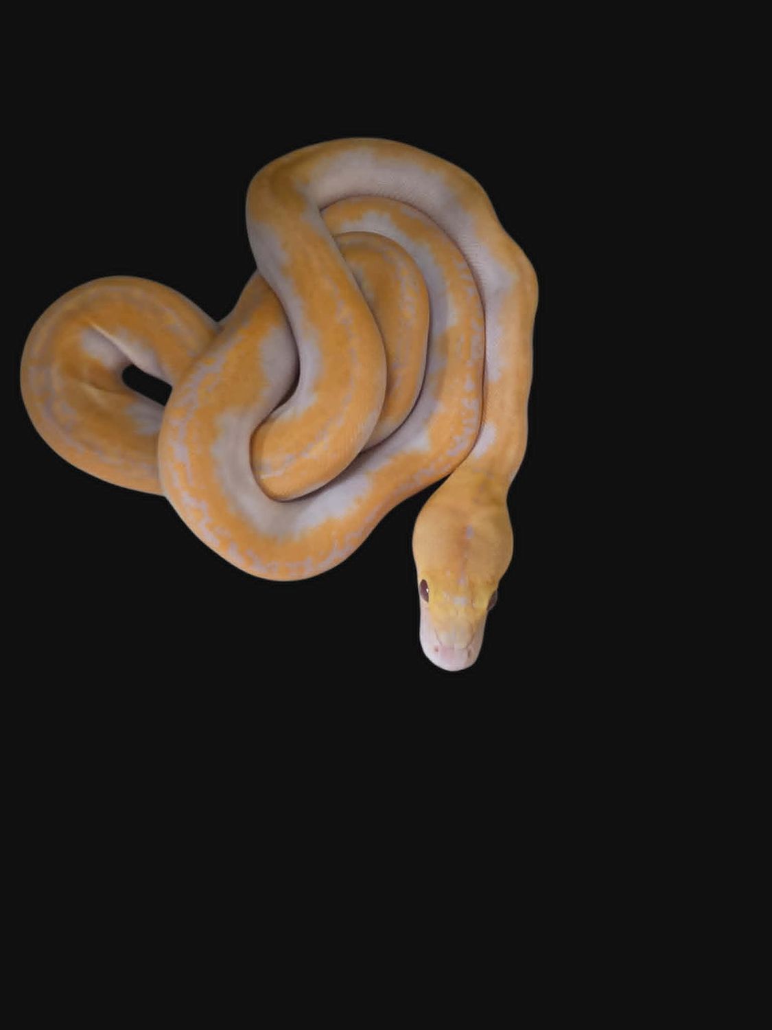 Lavender Pied