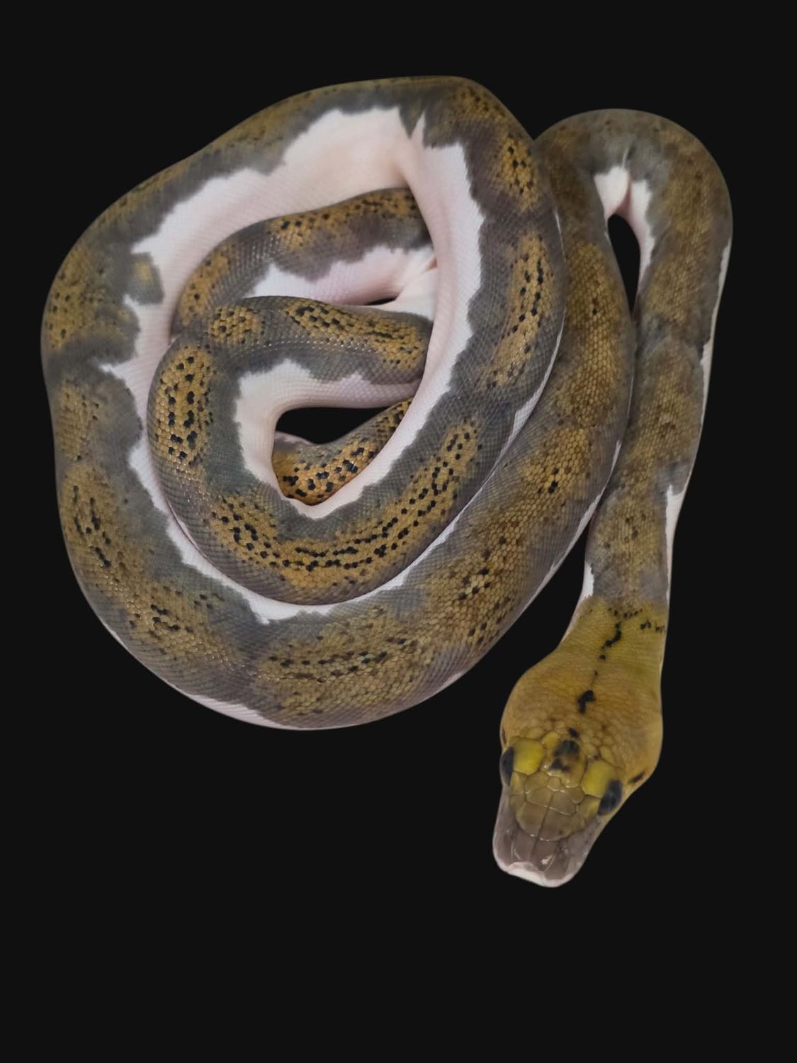 Female Tiger Pied Het Albino 2