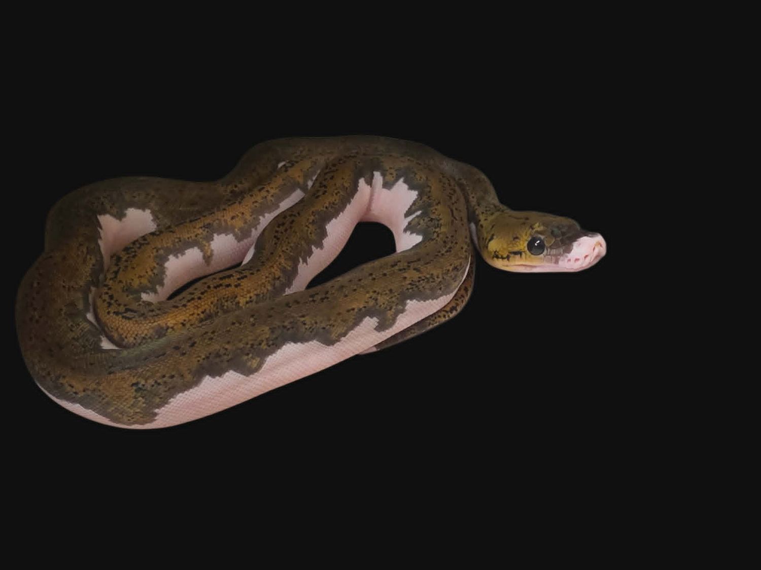 Pied Het Albino