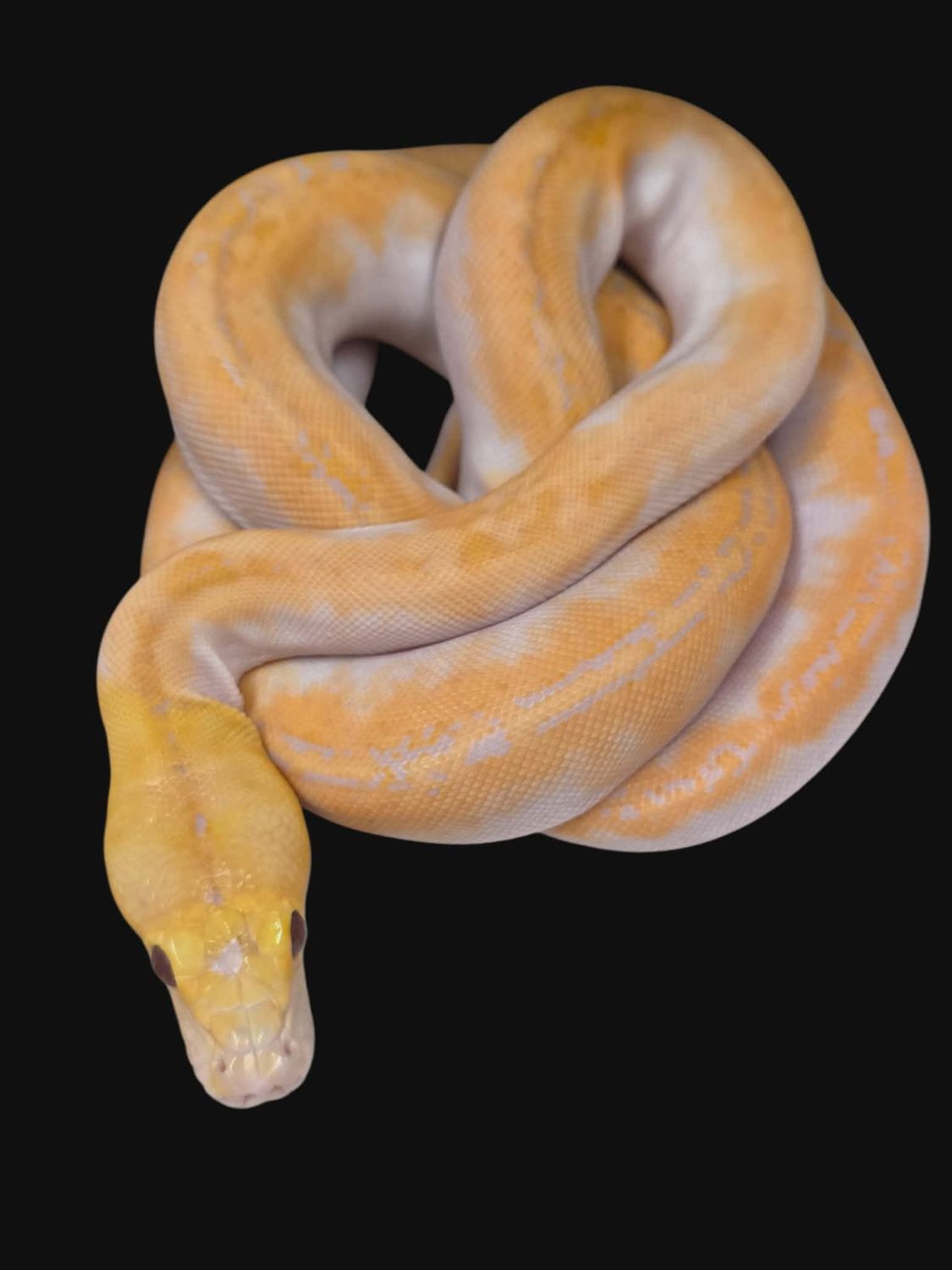 Female Lavender Pied 9