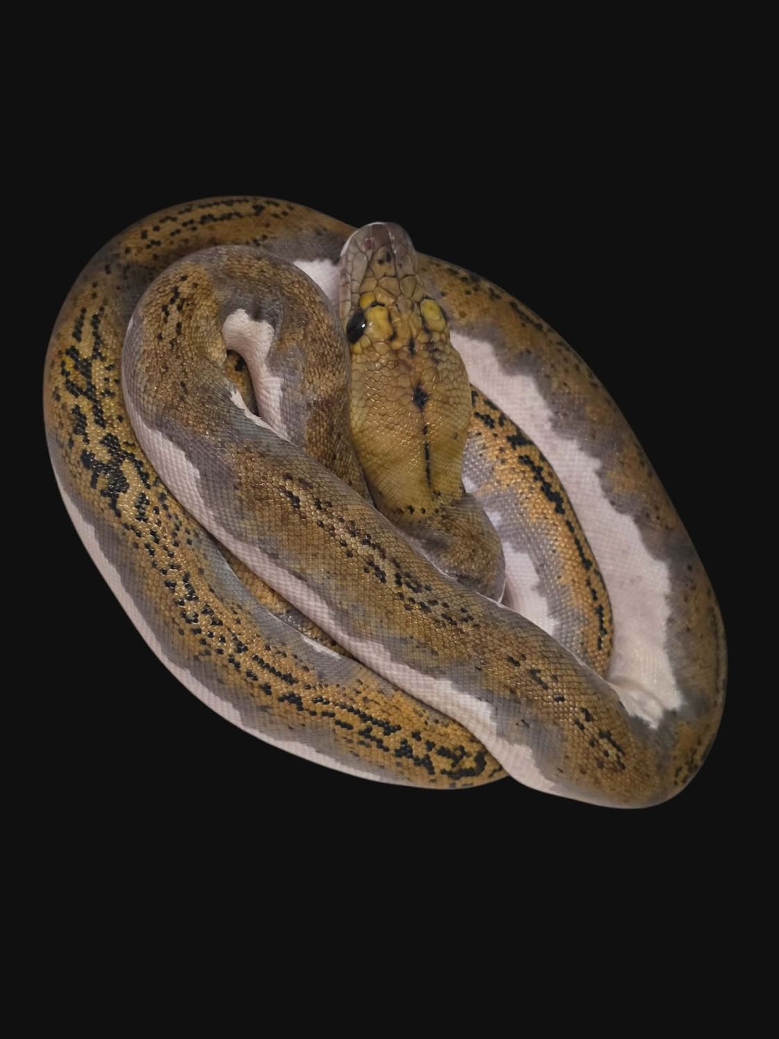 Female Tiger Pied Het Albino 1