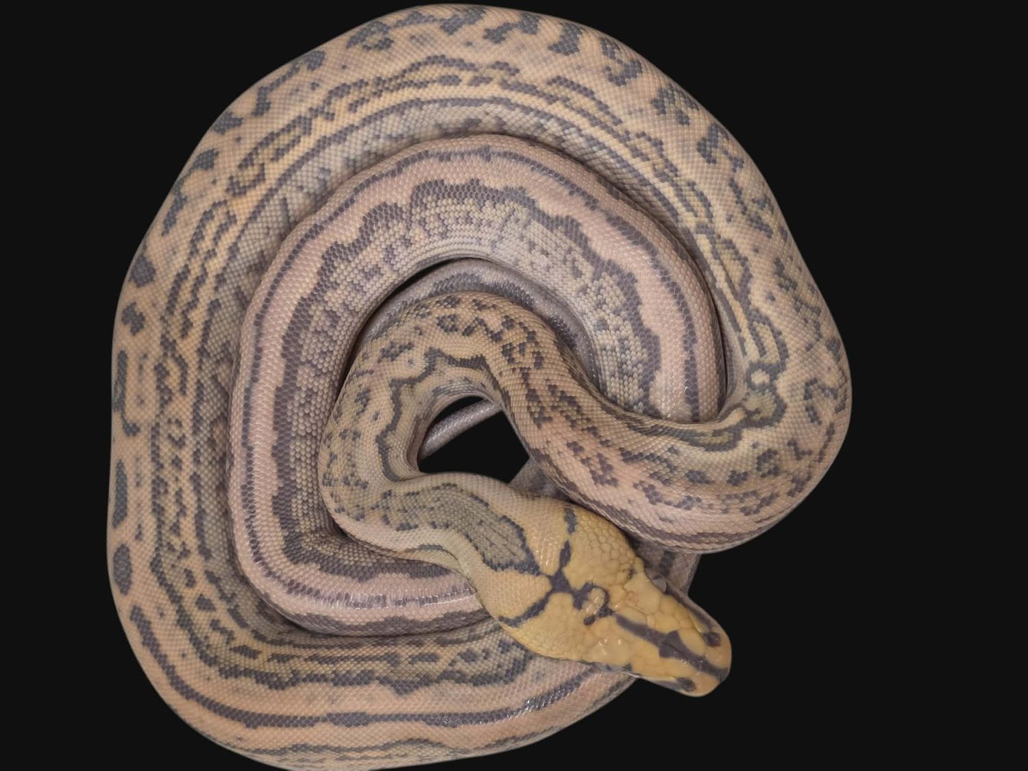 Orangeglow Ocelot