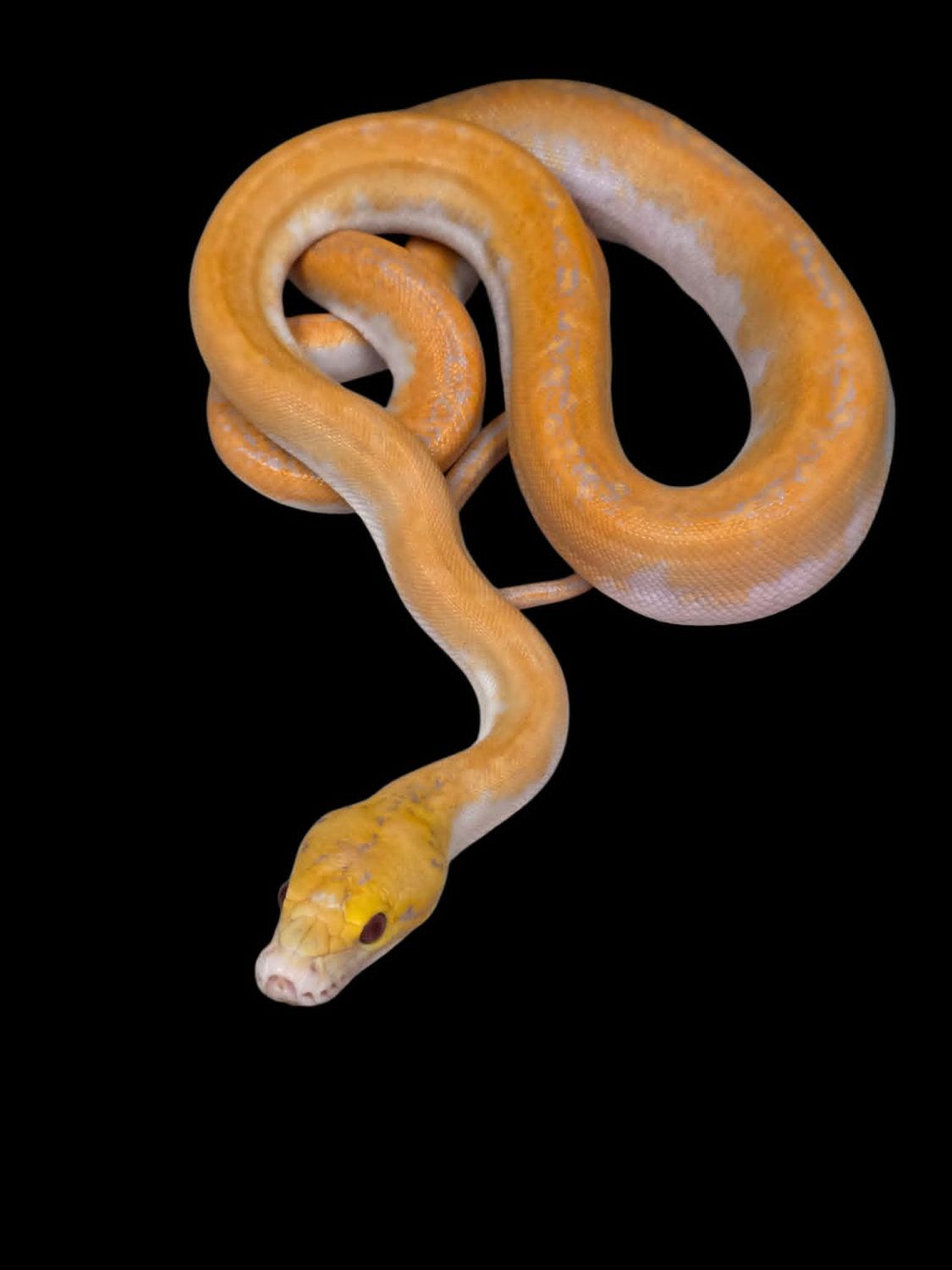 Lavender Pied Female 1