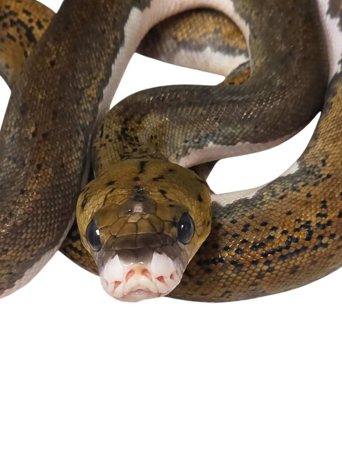 Pied Het Albino Female #2