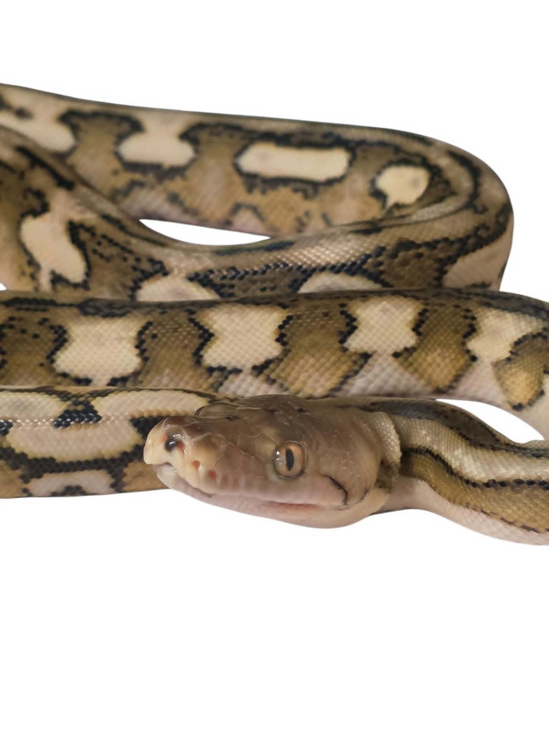 Male Ivy Line Tiger Poss HOGS/Albino