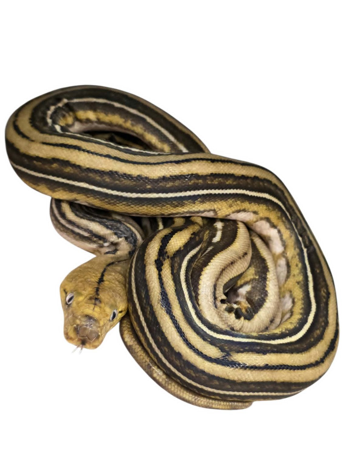 Supertiger Poss Het GS/Albino/Pied Male
