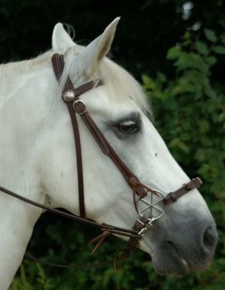 lg bridle