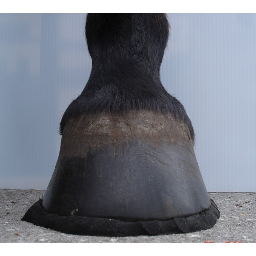 happyHoof pad - sinker