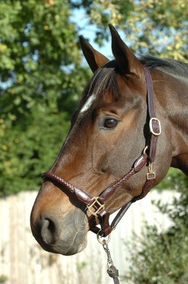 braided leather headcollar - Pony