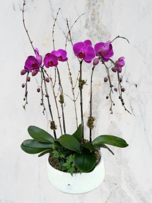 Ethereal Orchid Bloom