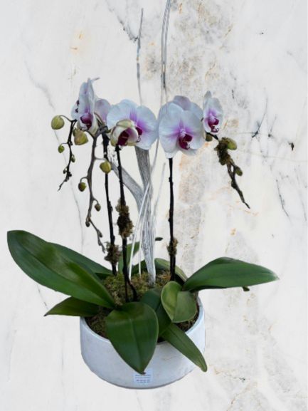 Ivory Grace Orchid Planter