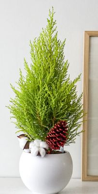 Christmas Cypress Tree Workshop M - $65