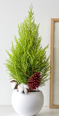 Christmas Cypress Tree L $85