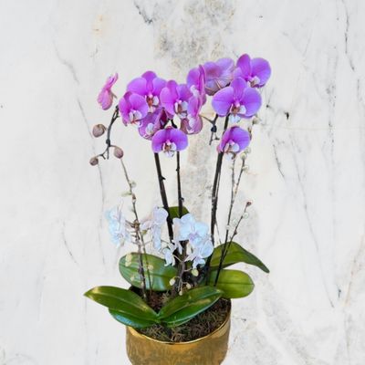 Amber Bloom Orchid Planter