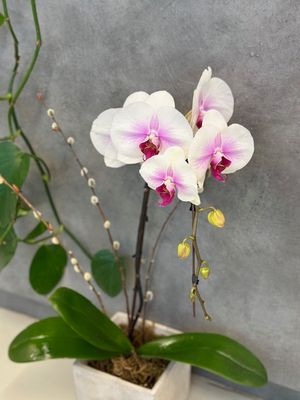 Orchid Planter for Her