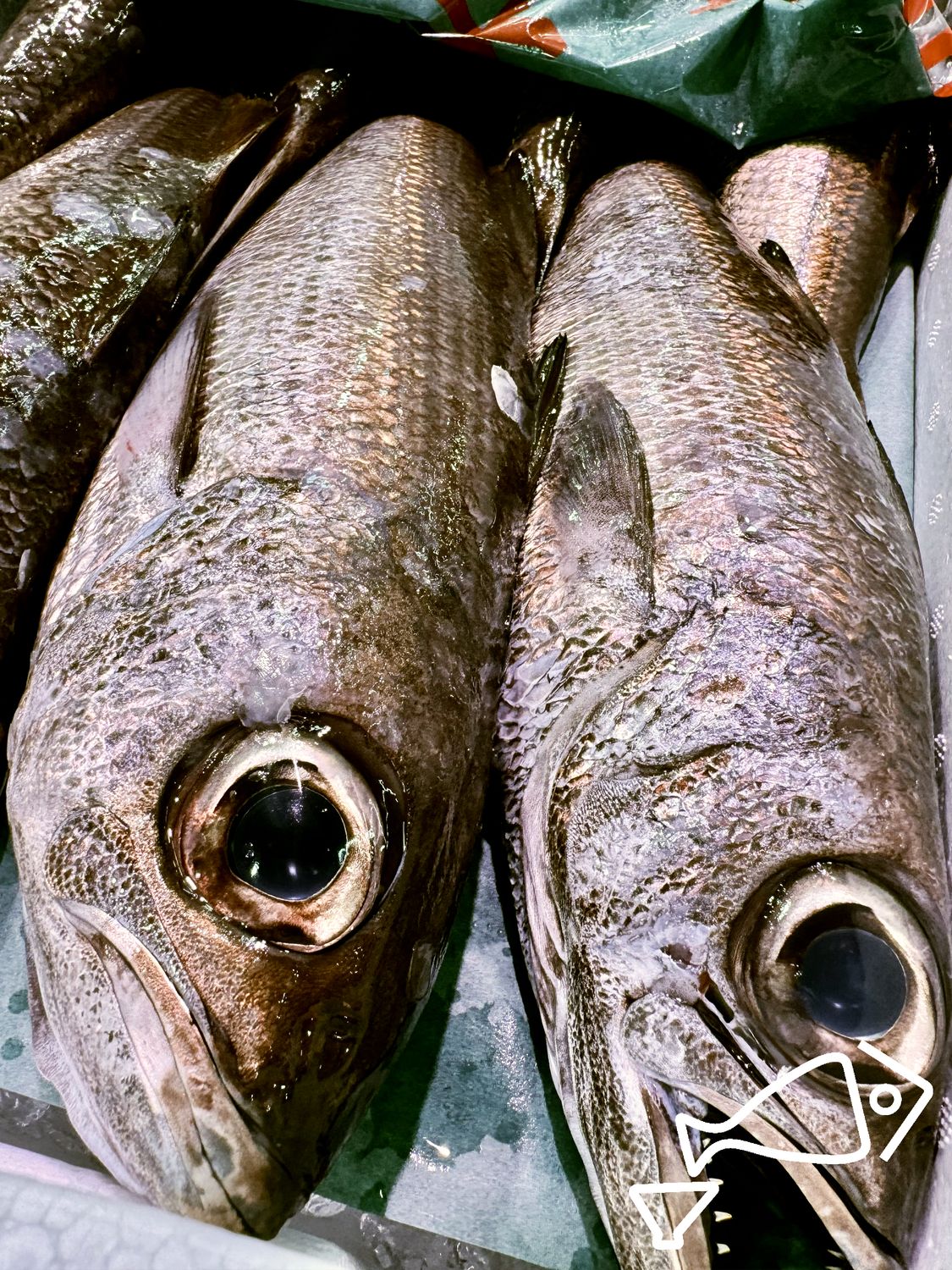 黒むつ　黒むつ