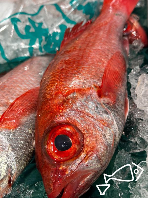 アカムツ／赤鯥