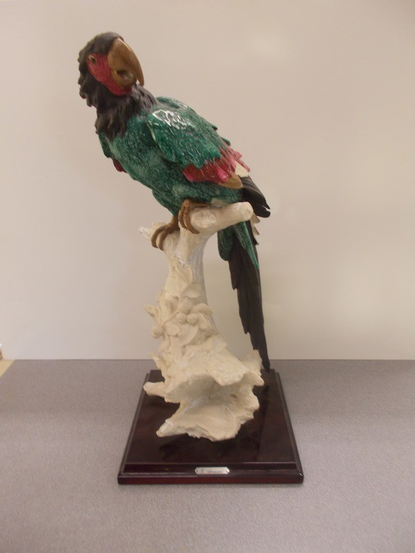 Armani Parrot