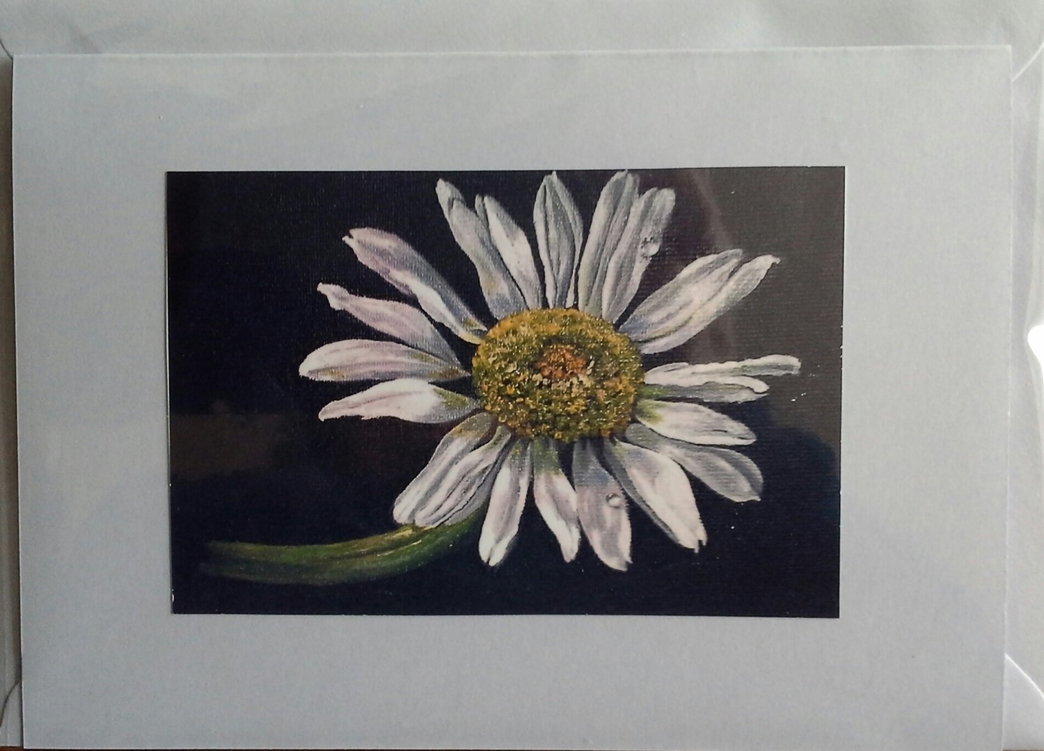 Daisy