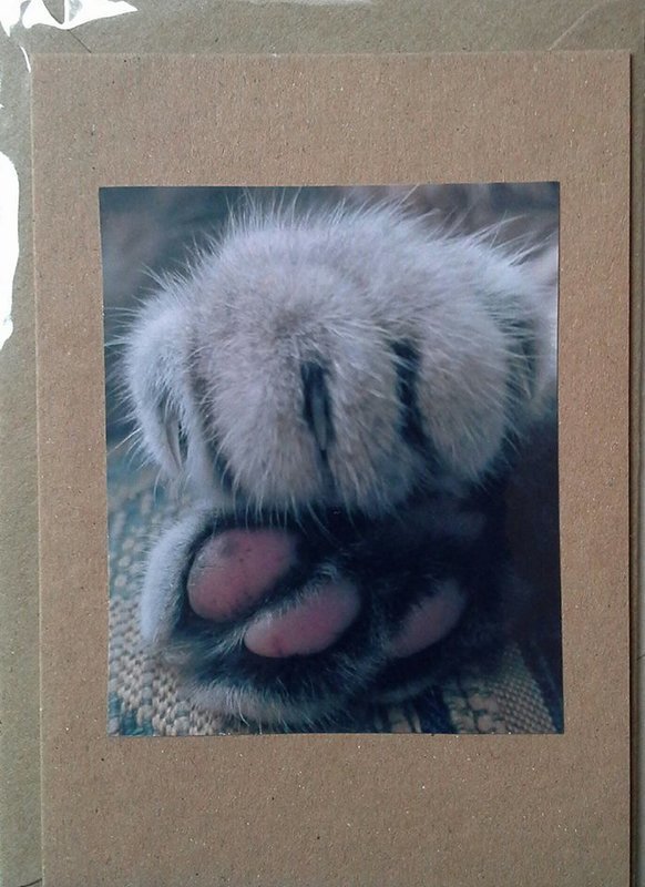 Paws