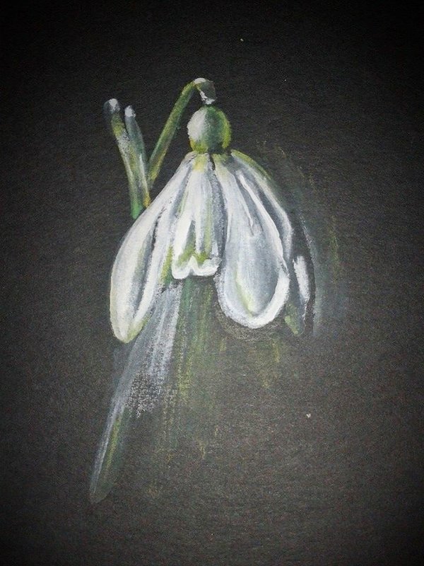 Snowdrop