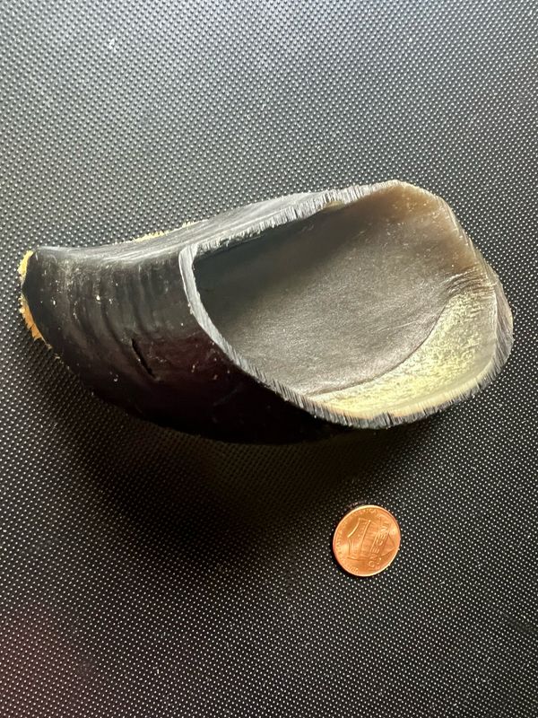 Hooves: For Power Chewers