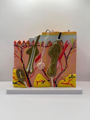 Anatomie van de haar groot 50x 20x20xm