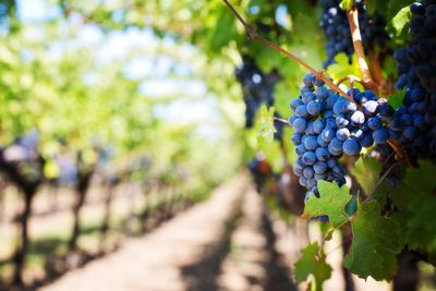 Winemaking