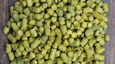 Hop Pellets 25g to 100g