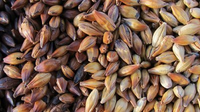 Grain