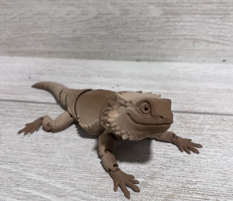 Bearded Dragon
