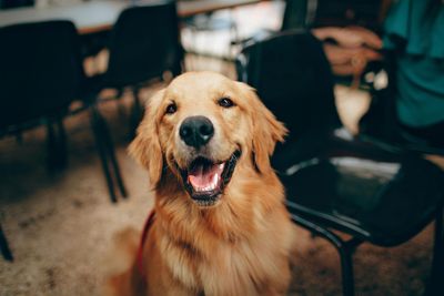 Dog Medicine