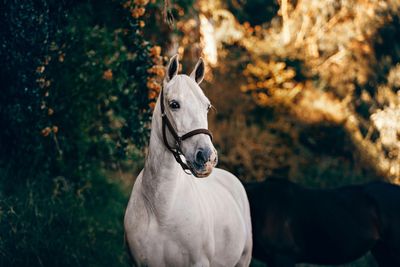 Horse Medicine