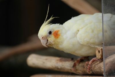 Bird Medicine