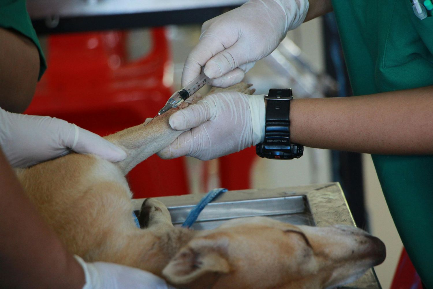 Dog Medicine (Sample Product)