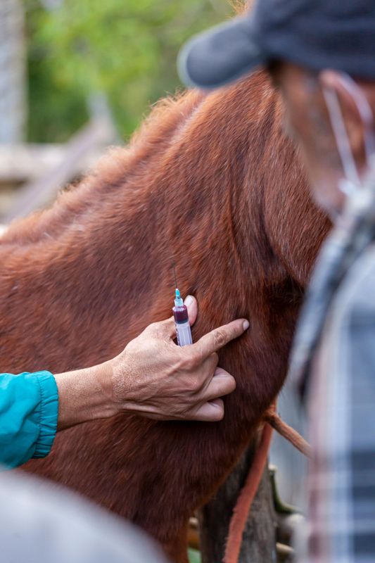 Horse Medication (Sample Product)