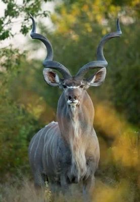 Exotic Wildlife Medication
