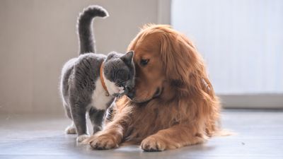 Small Animal/Companion Animals