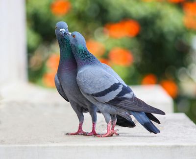 Avian