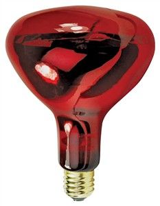 250W HEAT LAMP BULB