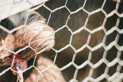 Chicken Wire