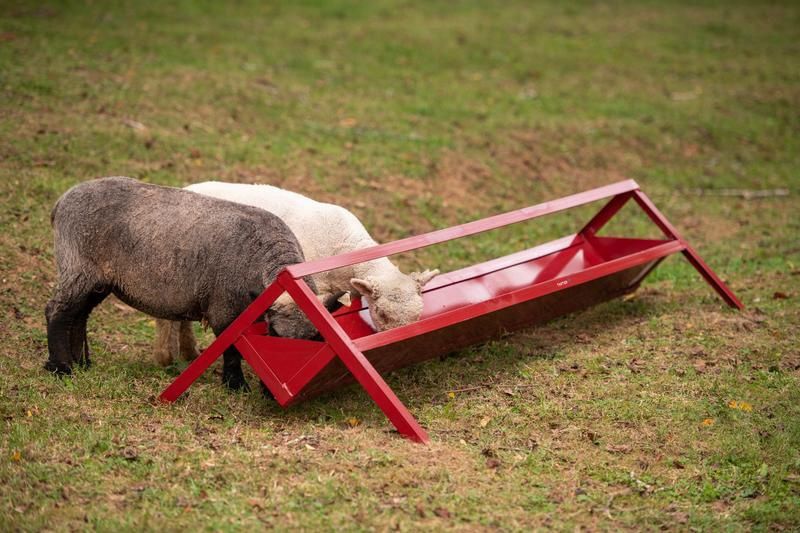 GOAT TROUGH FEEDER