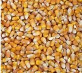 SHELLED DEER CORN 50#