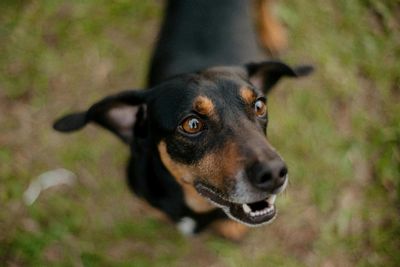Canine