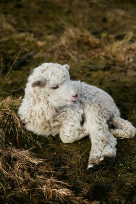 Sheep & Goat