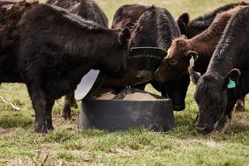 CENTURY GROUND LEVEL MINERAL FEEDER - 250LB