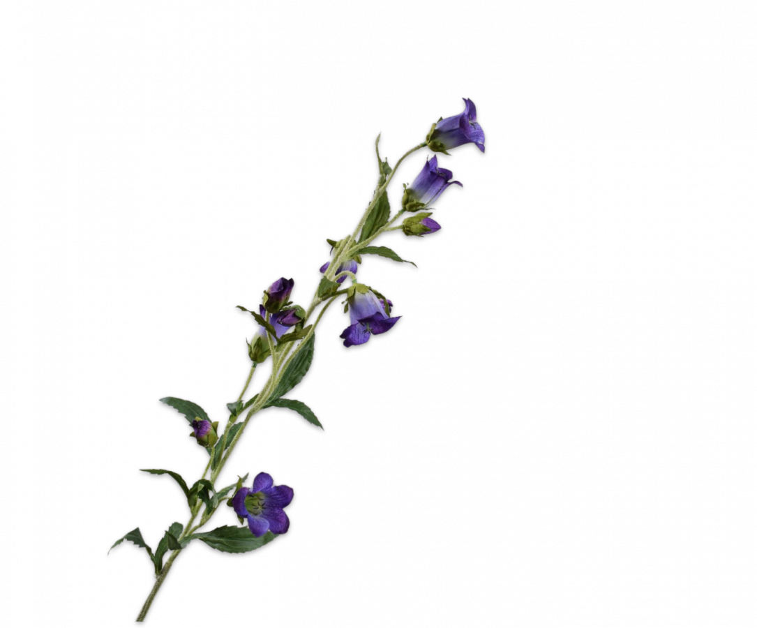 Campanula Tak paars/blauw 88cm