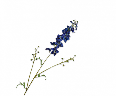 Delphinium Tak blauw 101 cm
