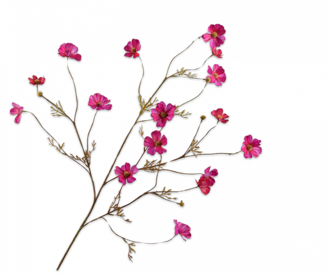 Cosmos Tak beauty 104cm