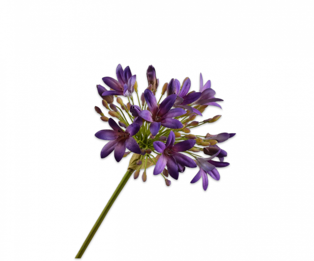 Agapanthus Steel paars 92cm